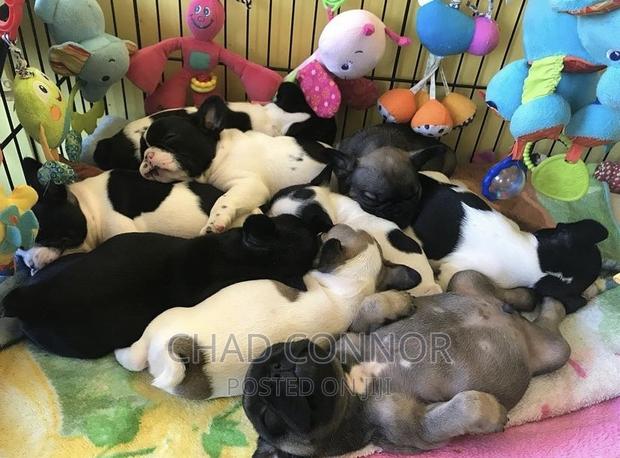 1-3 months Male Purebred French Bulldog · Photo 2