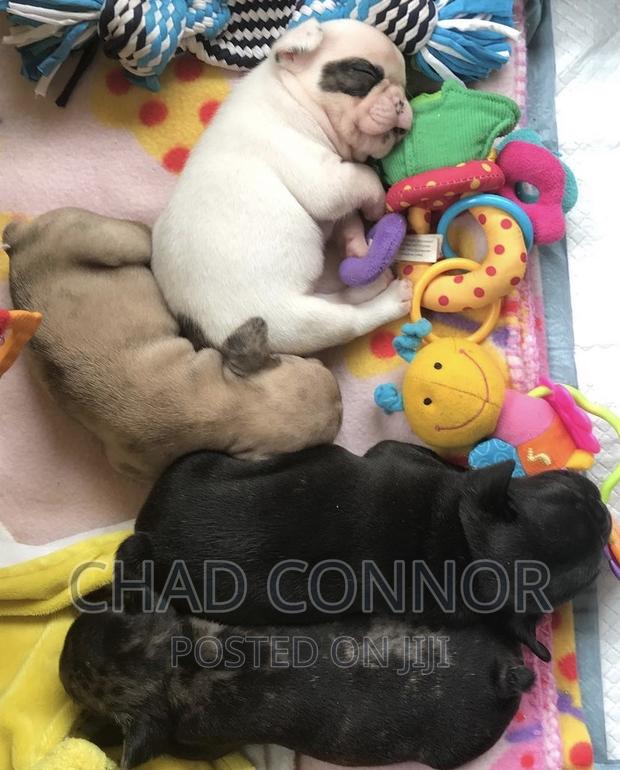 1-3 months Male Purebred French Bulldog · Photo 3