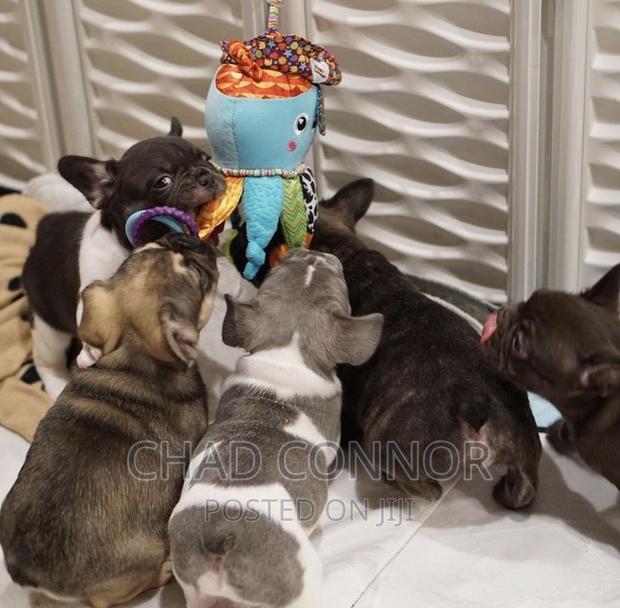 1-3 months Male Purebred French Bulldog · Photo 4