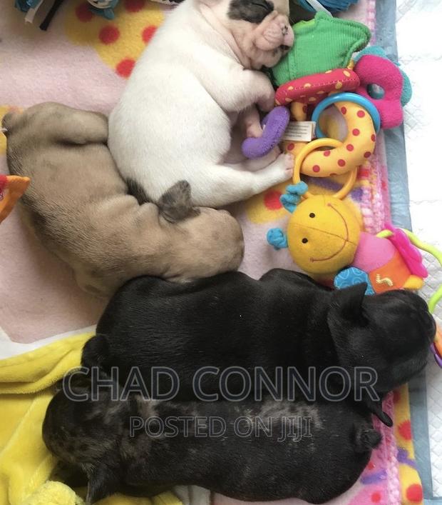 1-3 months Male Purebred French Bulldog · Photo 5