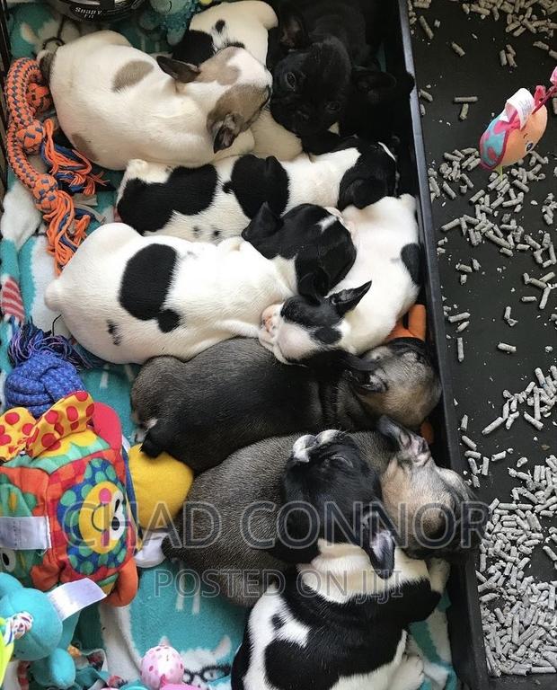 1-3 months Male Purebred French Bulldog · Photo 1