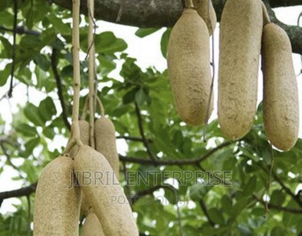 Kigelia Africana Fruits Powder, Sausage Fruit Powder · Photo 3