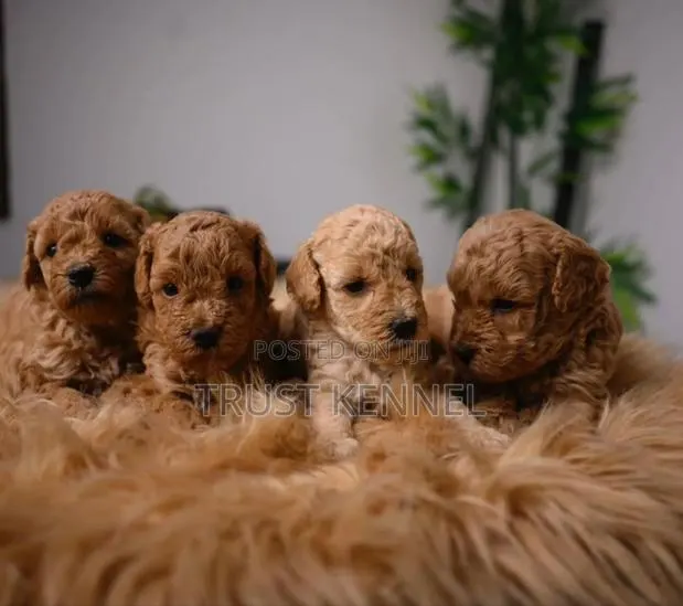 1-3 months Male Purebred Maltipoo · Photo 1