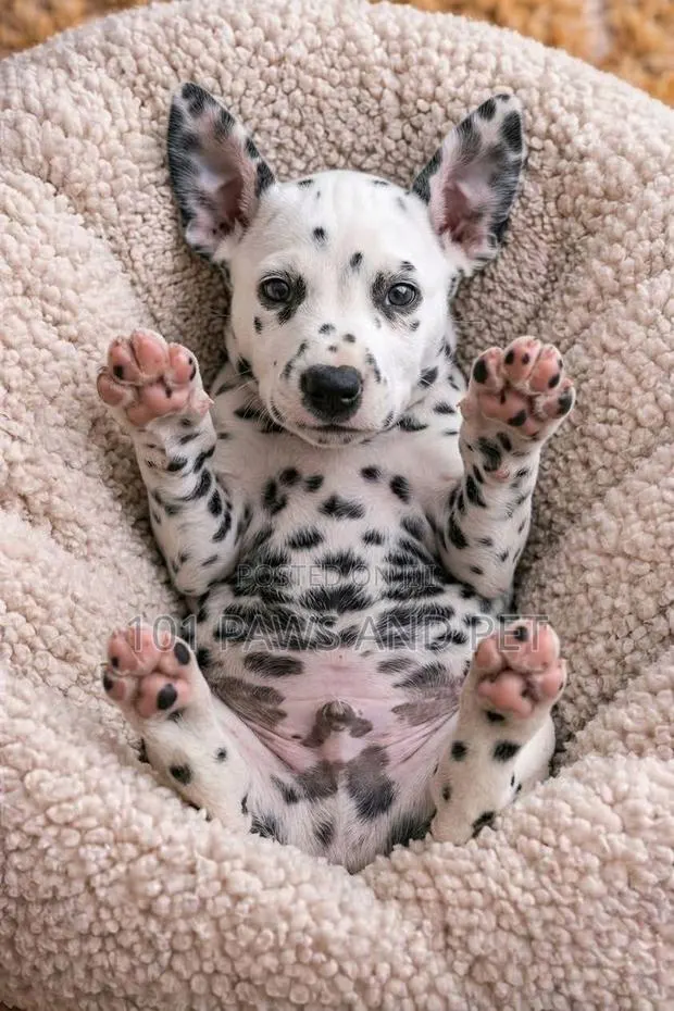 1-3 months Male Purebred Dalmatian · Photo 1