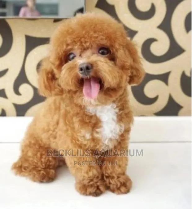 1-3 months Male Purebred Poodle · Photo 1