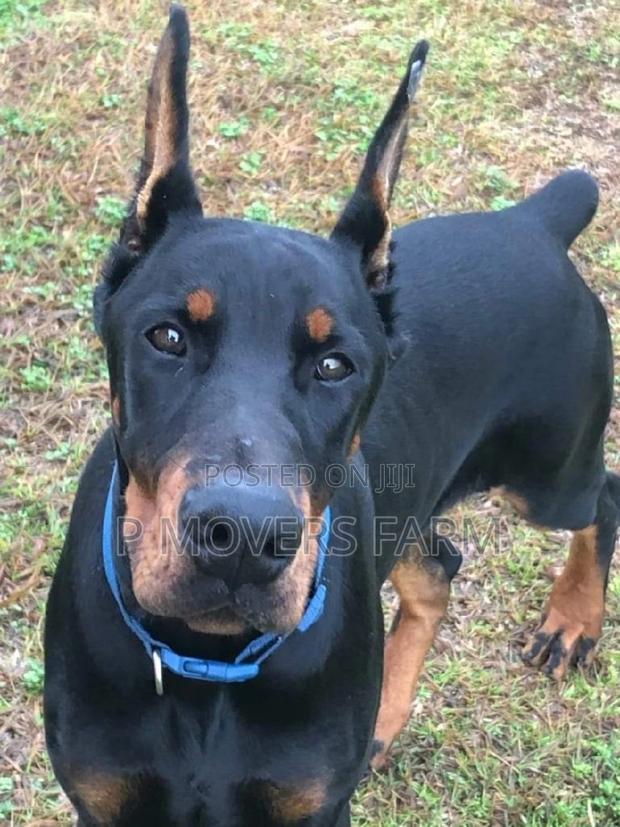 1-3 months Male Purebred Doberman Pinscher · Photo 1