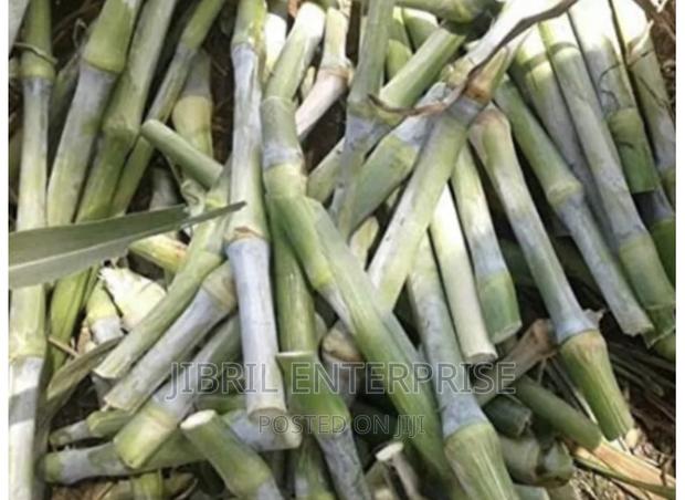 African Sweet Sorghum, (Sorghum Bicolor) · Photo 1