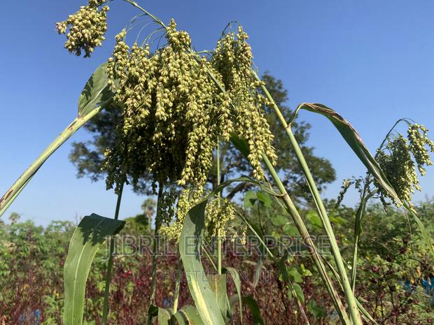 African Sweet Sorghum, (Sorghum Bicolor) · Photo 2