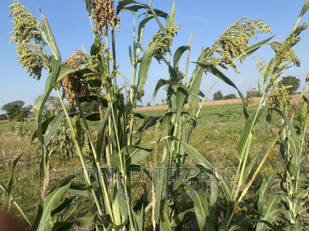 African Sweet Sorghum, (Sorghum Bicolor) · Photo 3