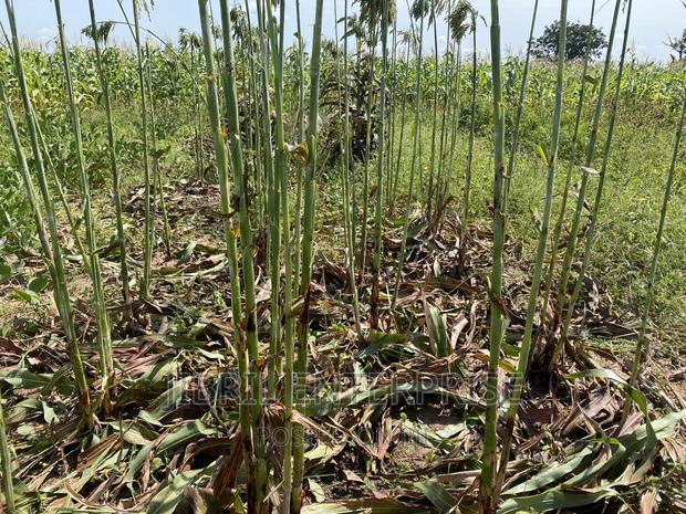 African Sweet Sorghum, (Sorghum Bicolor) · Photo 4
