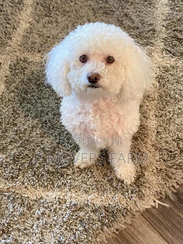 1-3 months Male Purebred Bichon Frise · Photo 1