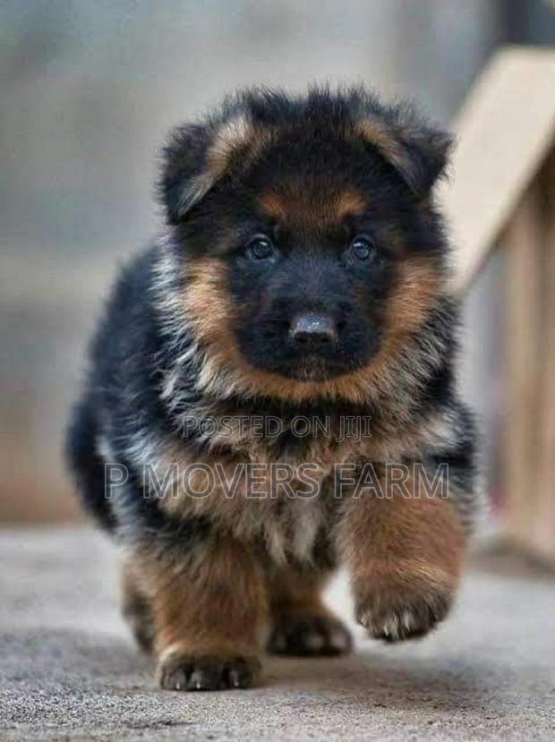 3-6 months Female Purebred German Shepherd · Photo 1