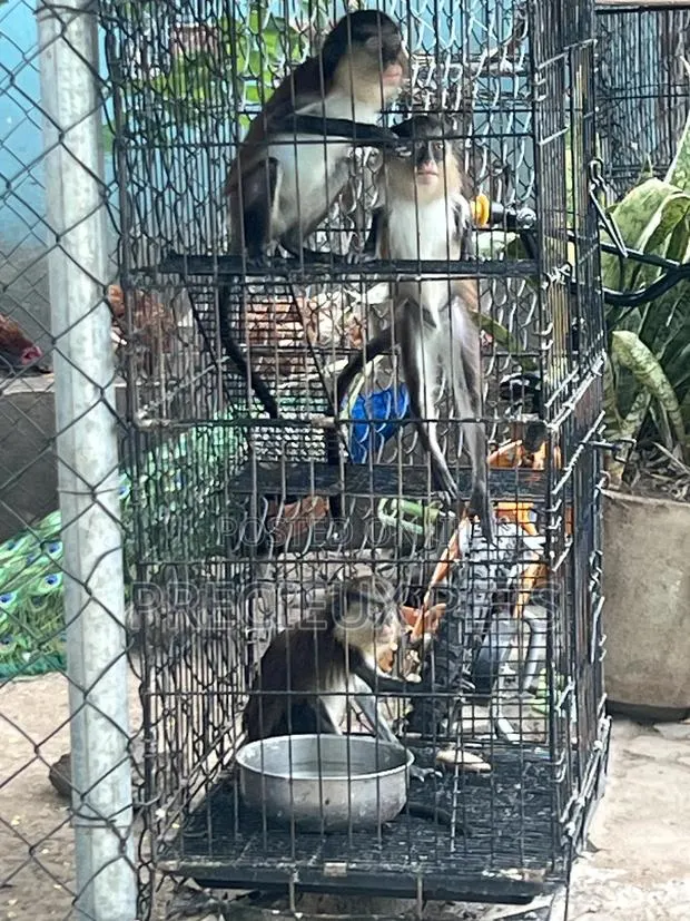 Western Mona Mammals African House Pets · Photo 3