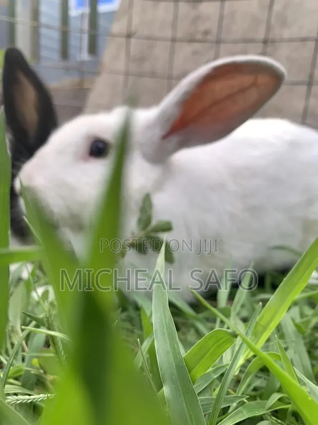 Live Rabbits Fresh Rabbit Meat for Sale – Affordable Healthy · Photo 1