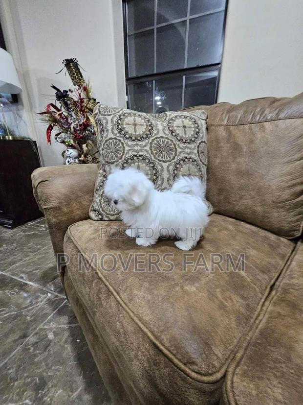 1-3 months Male Purebred Maltese · Photo 1