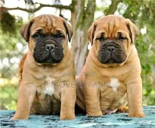 1-3 months Male Purebred Boerboel · Photo 1