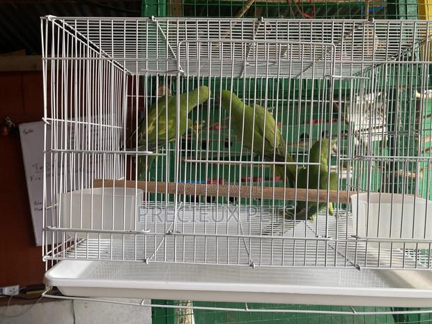African Ringneck/Longtail Parrakeet · Photo 6
