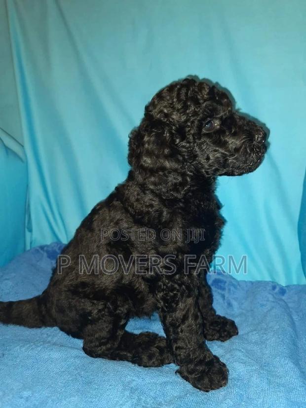 1-3 months Male Purebred Poodle · Photo 1