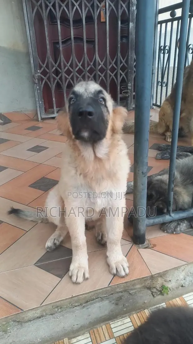 3-6 months Female Purebred Caucasian Shepherd · Photo 1