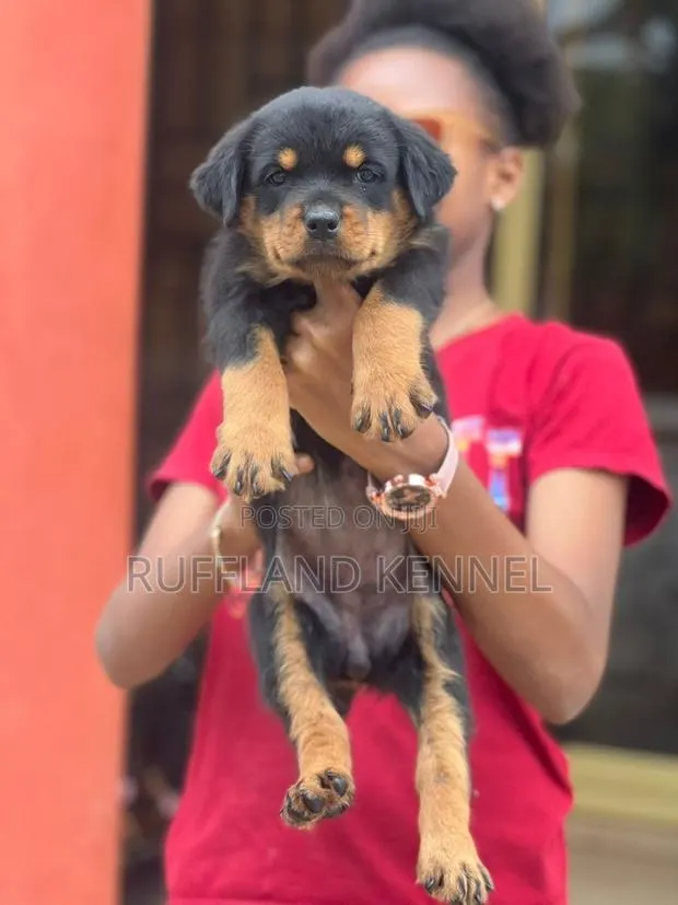 1-3 months Female Purebred Rottweiler · Photo 1