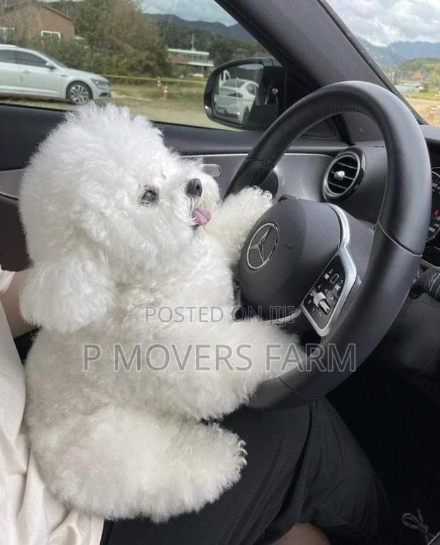 1-3 months Male Purebred Bichon Frise · Photo 1