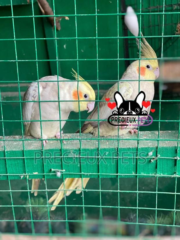1 Pair of Cockatiel Parakeets · Photo 1