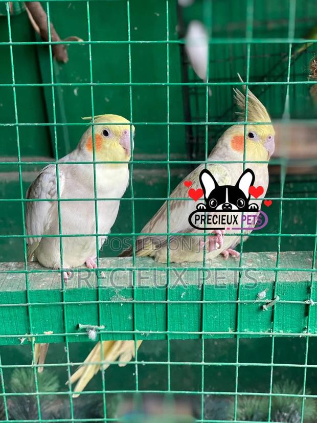 1 Pair of Cockatiel Parakeets · Photo 2