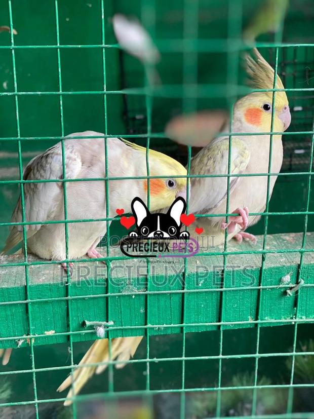 1 Pair of Cockatiel Parakeets · Photo 3