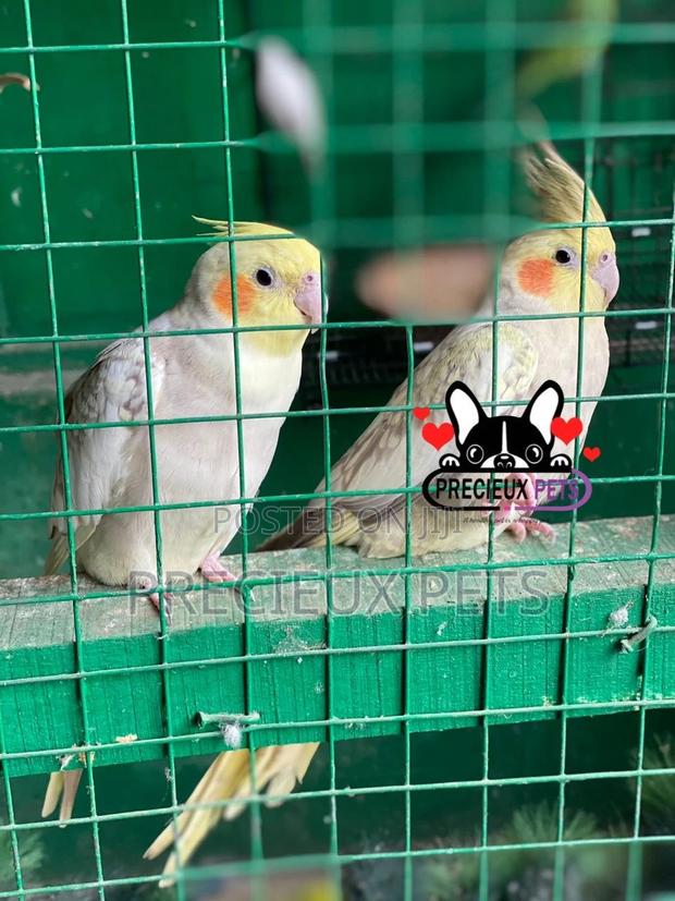 1 Pair of Cockatiel Parakeets · Photo 4