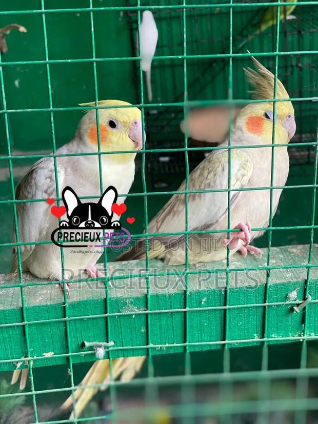 1 Pair of Cockatiel Parakeets · Photo 5