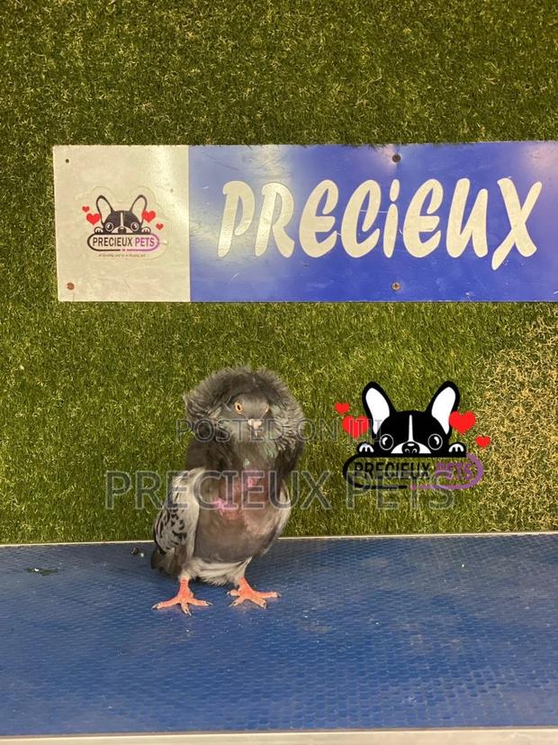 1 Pair of Jacobins Pigeons #0001 · Photo 4
