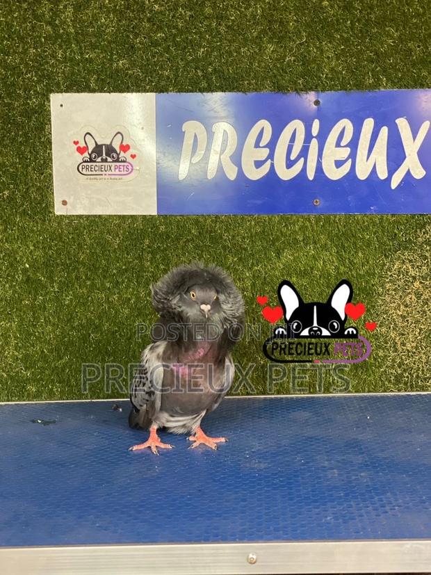1 Pair of Jacobins Pigeons #0001 · Photo 3