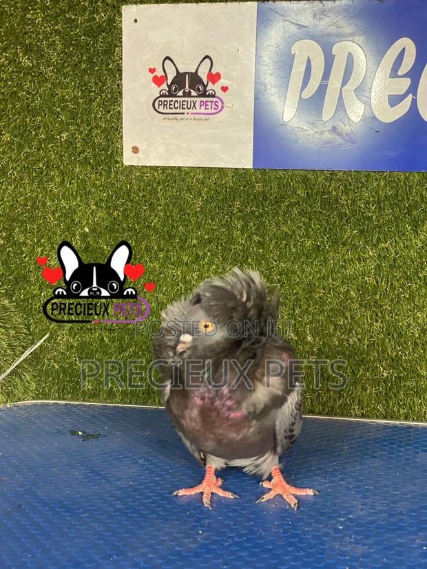 1 Pair of Jacobins Pigeons #0001 · Photo 1