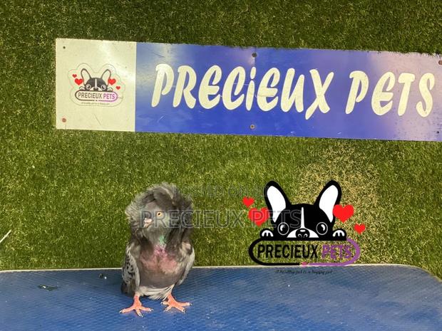 1 Pair of Jacobins Pigeons #0001 · Photo 2