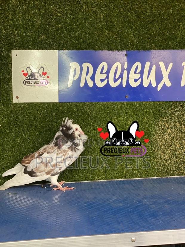 1 Pair of Jacobins Pigeons #0002 · Photo 1