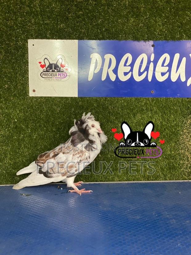 1 Pair of Jacobins Pigeons #0002 · Photo 2
