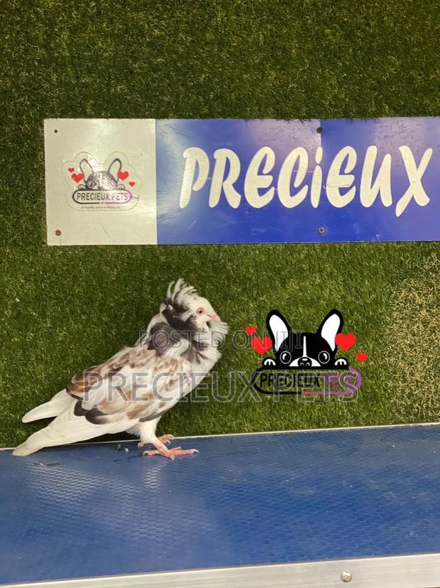 1 Pair of Jacobins Pigeons #0002 · Photo 7