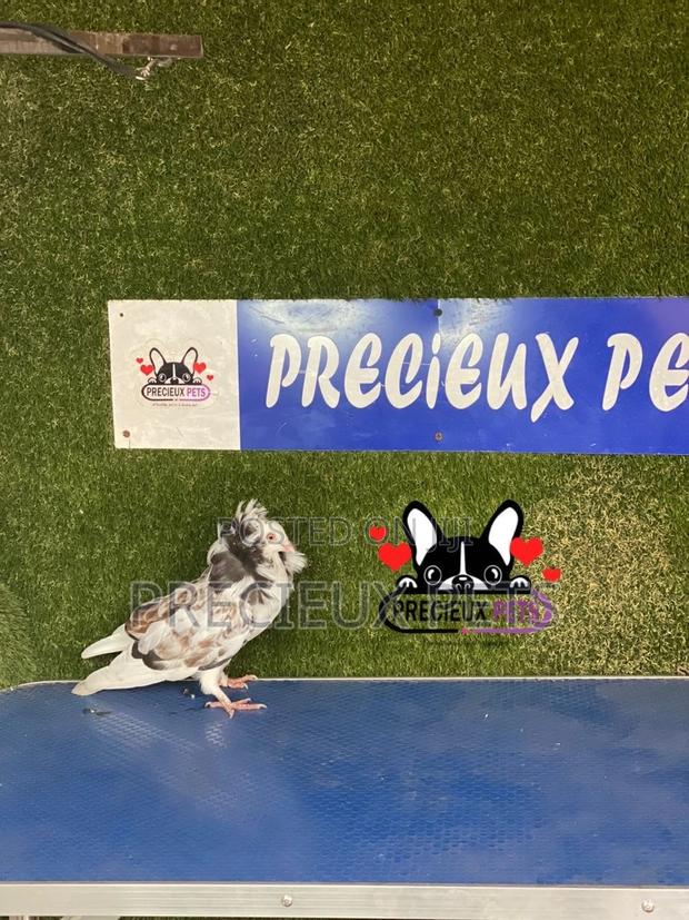 1 Pair of Jacobins Pigeons #0002 · Photo 6