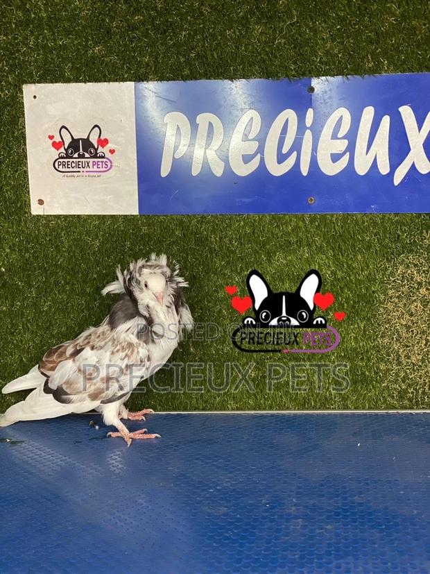 1 Pair of Jacobins Pigeons #0002 · Photo 5