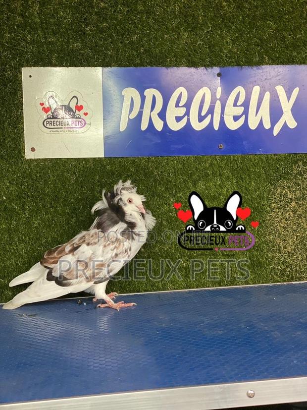 1 Pair of Jacobins Pigeons #0002 · Photo 4