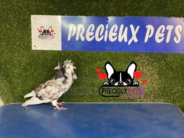 1 Pair of Jacobins Pigeons #0002 · Photo 3