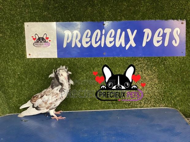 1 Pair of Jacobins Pigeons #0002 · Photo 8
