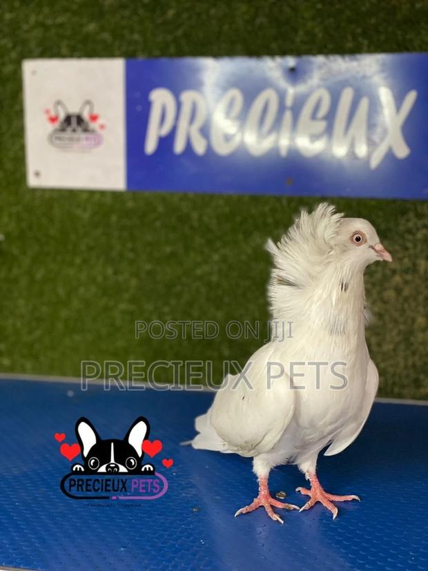 1 Pair of Jacobins Pigeons #0003 · Photo 1