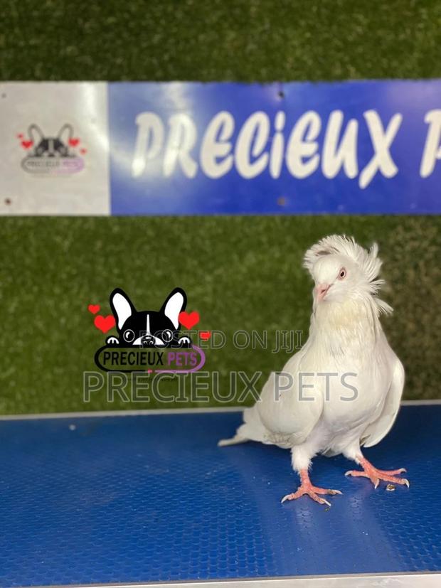 1 Pair of Jacobins Pigeons #0003 · Photo 2
