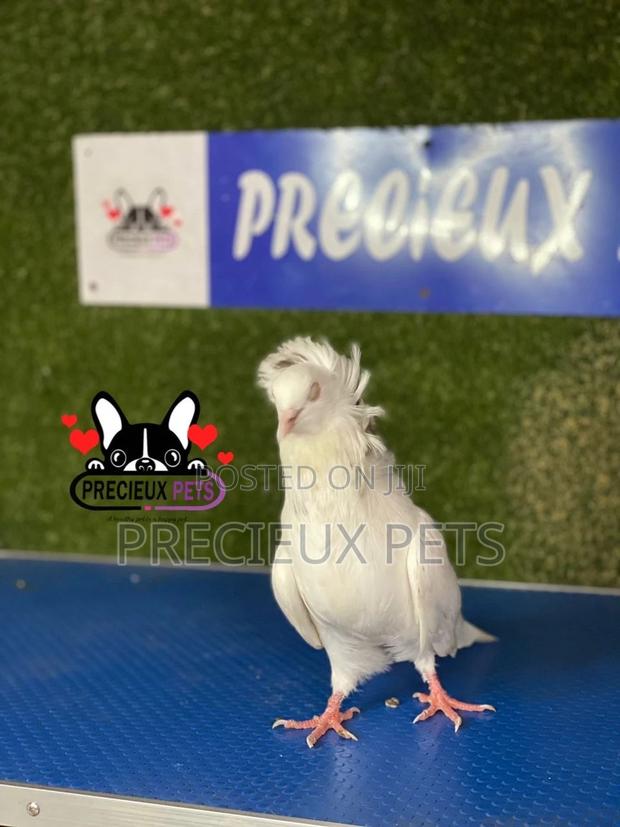 1 Pair of Jacobins Pigeons #0003 · Photo 7