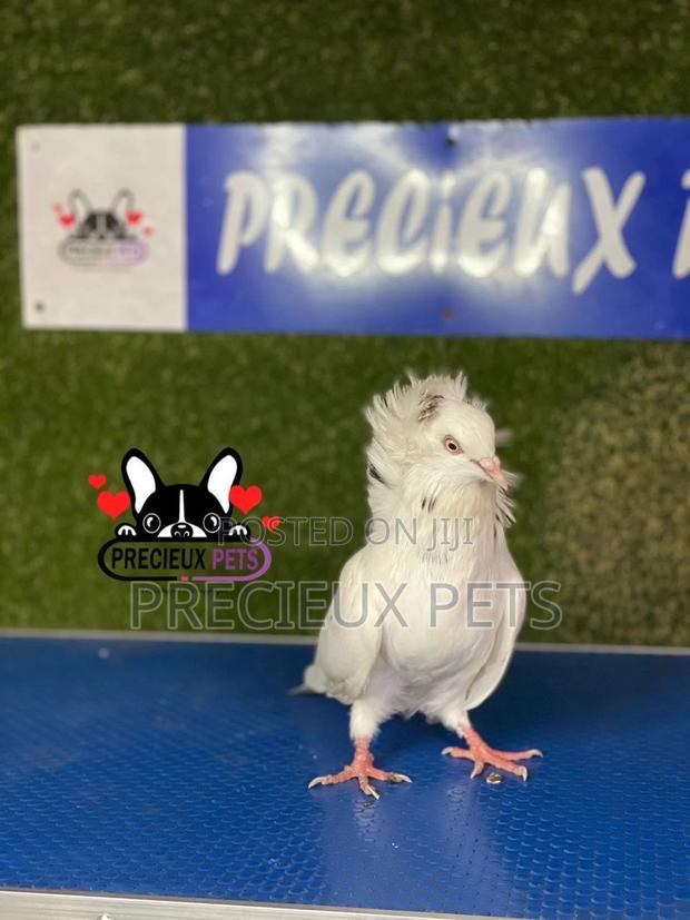 1 Pair of Jacobins Pigeons #0003 · Photo 5