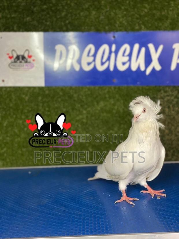 1 Pair of Jacobins Pigeons #0003 · Photo 6