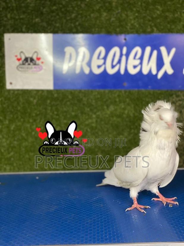 1 Pair of Jacobins Pigeons #0003 · Photo 8
