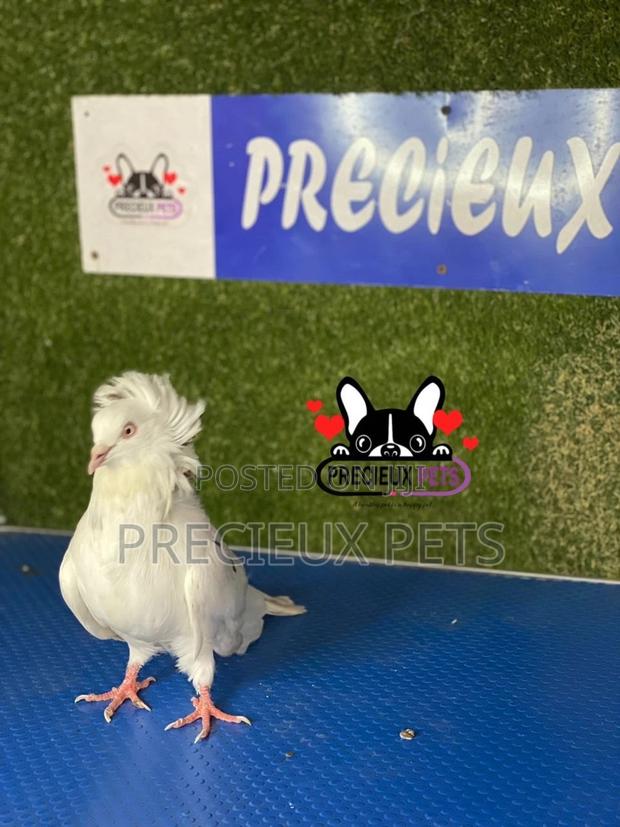 1 Pair of Jacobins Pigeons #0003 · Photo 4