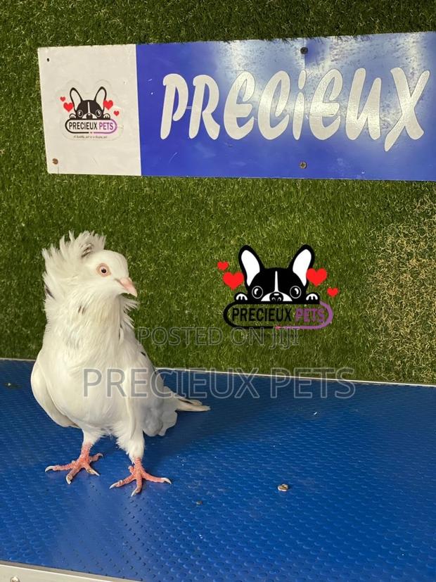 1 Pair of Jacobins Pigeons #0003 · Photo 3